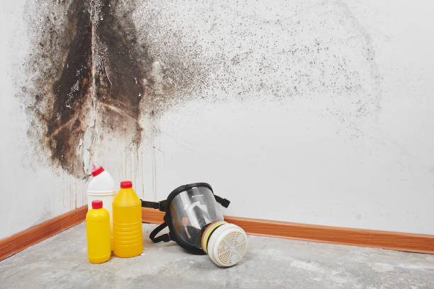Best Black Mold Remediation in Sour Lake, TX