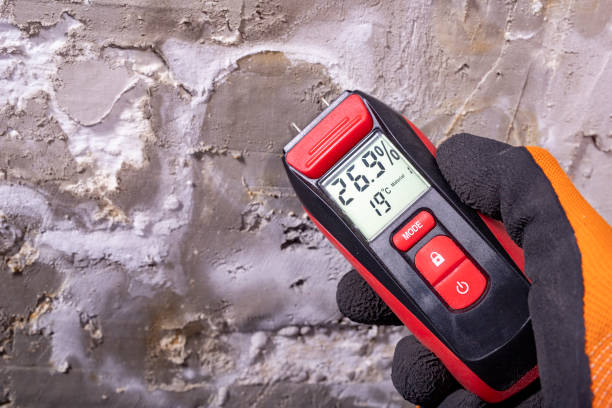 Best White Mold Remediation in Sour Lake, TX