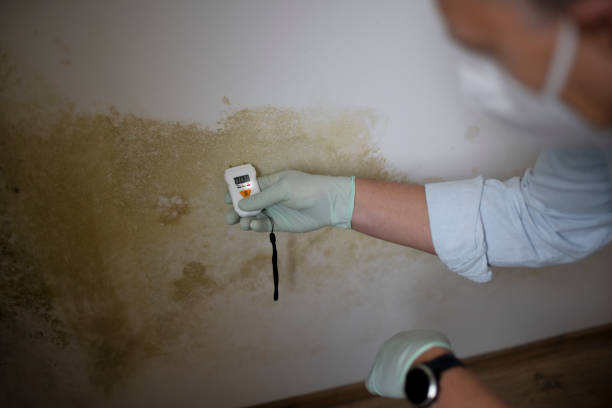 Best Insurance-Related Mold Remediation in Sour Lake, TX