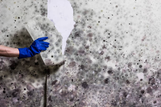 Professional Mold Remediation in Sour Lake, TX